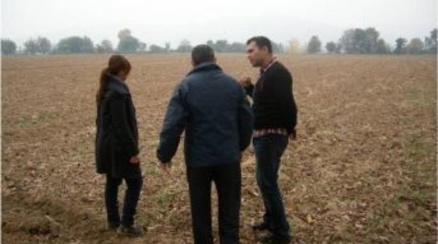 Arifiye İl&ccedil;esinde Yeni Buğday &Ccedil;eşitleri Deneniyor