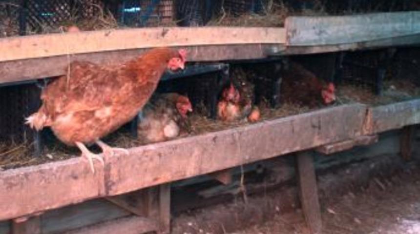 Fındık Bah&ccedil;esinde K&ouml;y Yumurtası Yetiştiriyor