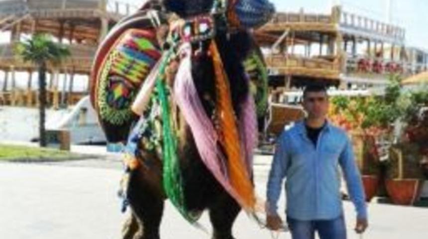 Ayvalıklı Devecilerden Havut Hayrı