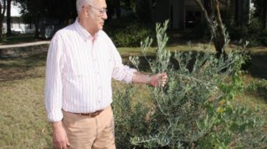 Ka&ccedil;ak Zeytinyağında Kimyasal Silahtan Etkilenme Riski Var!