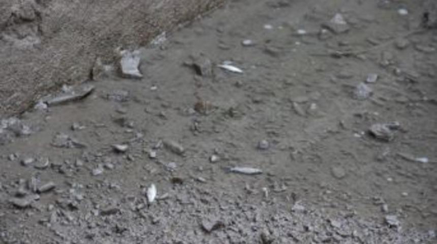 B&uuml;y&uuml;k Menderes&rsquo;te Balık &Ouml;l&uuml;mleri