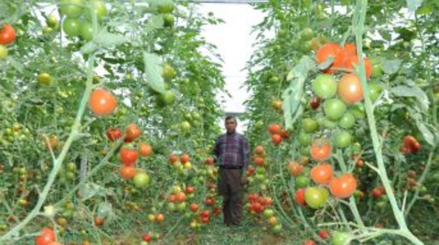 Alanya'da 12 &Ccedil;eşit Domates &Uuml;retiliyor