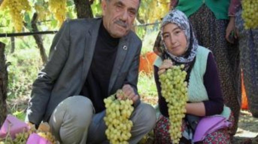 Sarıg&ouml;l&rsquo;&uuml;n &Uuml;z&uuml;m&uuml;n&uuml;n Y&uuml;zde 65&rsquo;i İhra&ccedil; Ediliyor