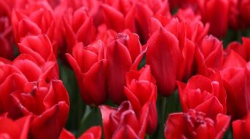 Lale, İstanbul'da 'zirve' Yapacak