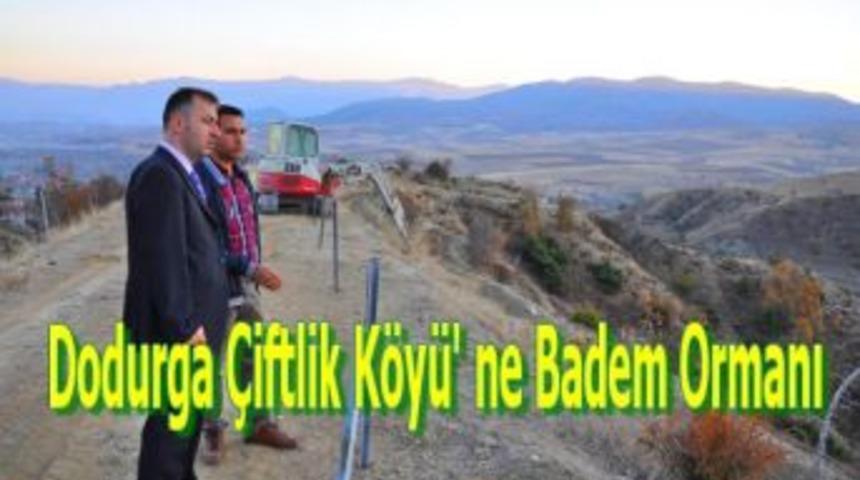 Dodurga &Ccedil;iftlik K&ouml;y&uuml;' ne Badem Ormanı