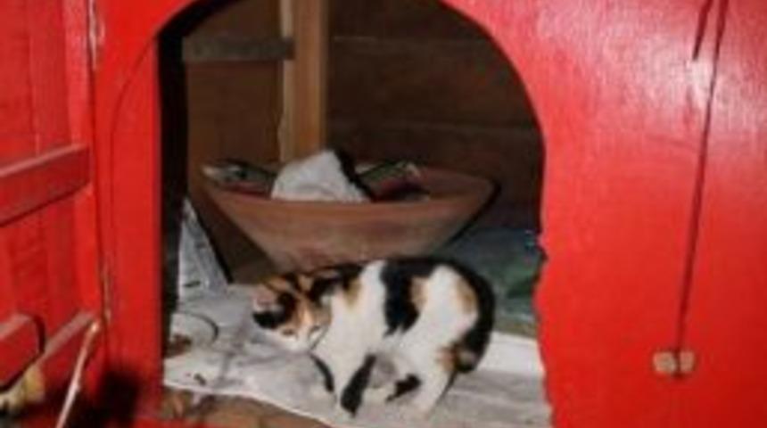 Yabancılardan Kedilere Evler