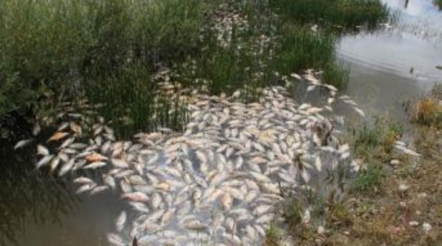 Tatlarin Sulama Barajında Yaşanan Toplu Balık &Ouml;l&uuml;mleri