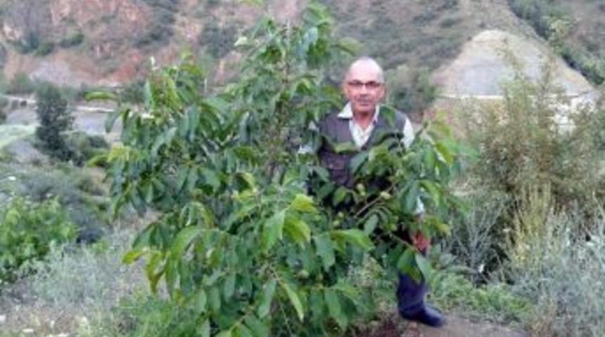 Ceviz Bah&ccedil;esinde Aday Adaylığını A&ccedil;ıkladı