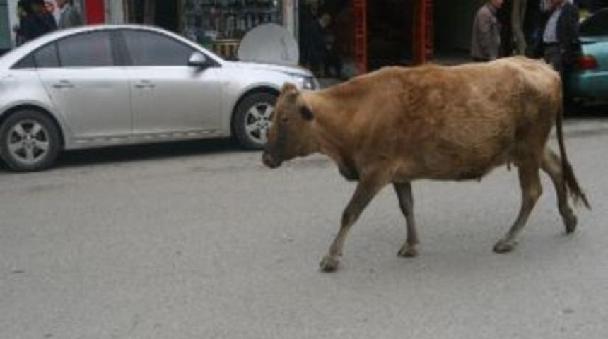 Silvan'da İnekler Şehre İndi