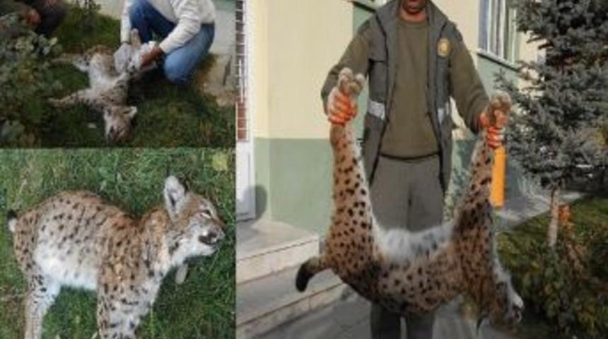 Burdur'da Yol Kenarında Vurulmuş Vaşak Bulundu