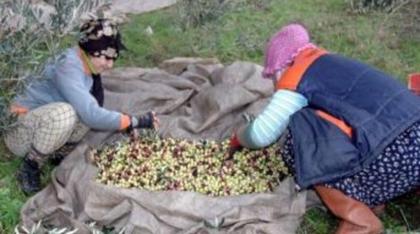 Zeytin Hasadı Kadınlara Gelir Oldu