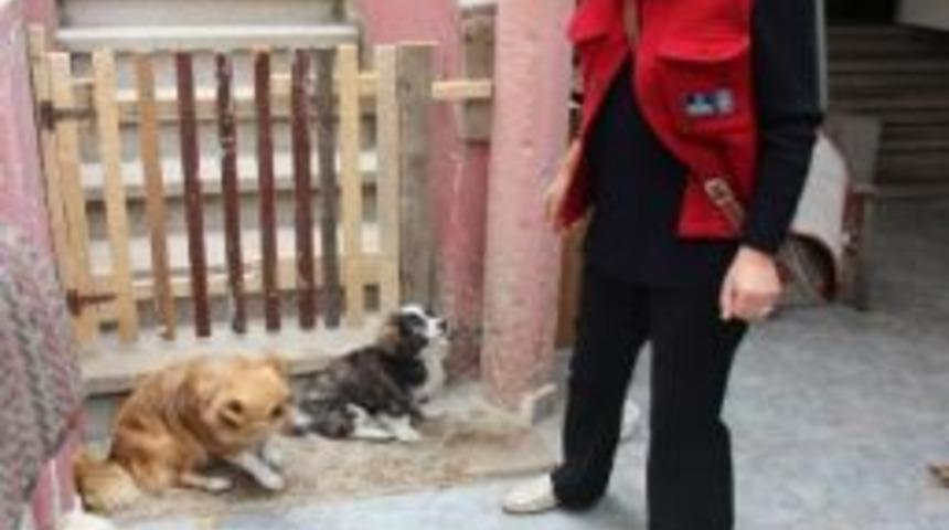 &Ccedil;an&rsquo;da K&ouml;pek İtlafı İddiası