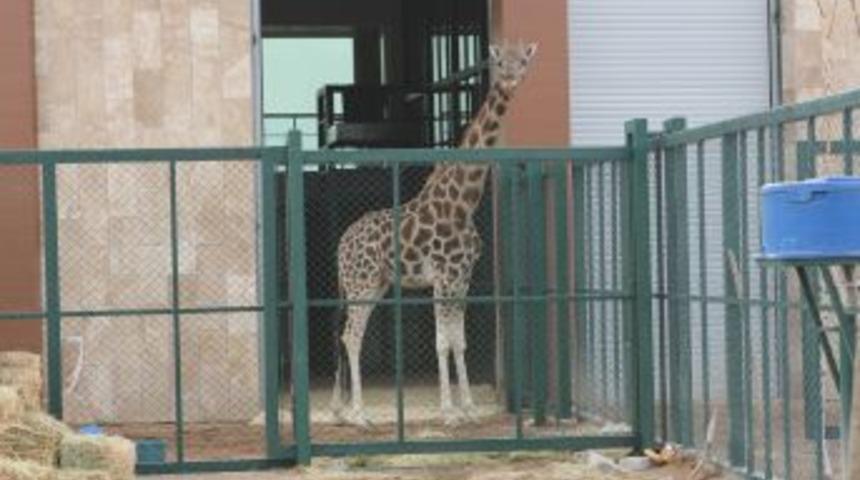 Hayvanat Bah&ccedil;esinin En Uzun Misafiri