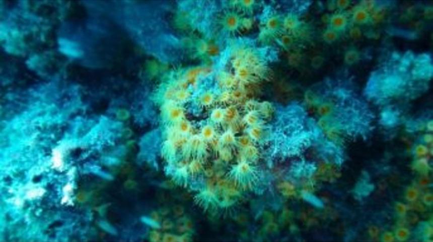 İzmir K&ouml;rfezi'ndeki Canlı Sayısında Sevindiren Artış