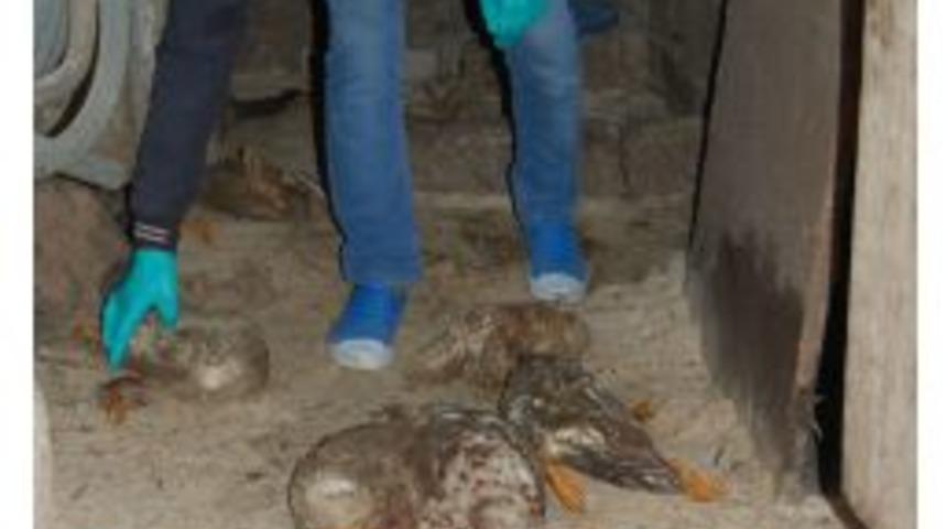 Sansar Saldırısına Uğrayan &Ouml;rdeklerin 30&rsquo;u &Ouml;ld&uuml;