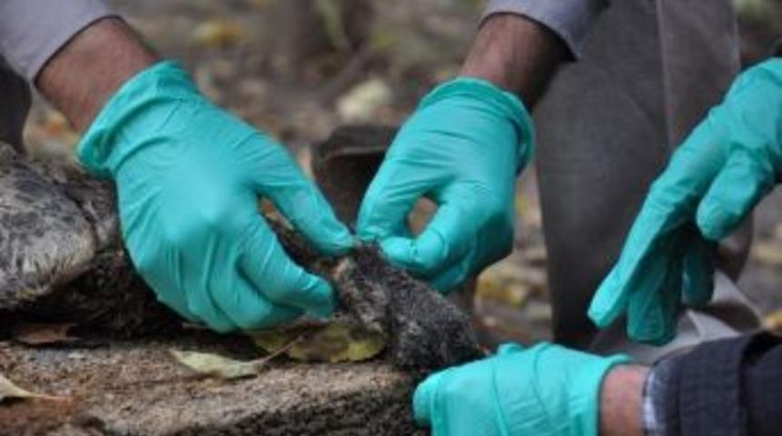 Sansar Saldırısına Uğrayan &Ouml;rdeklerin 30&rsquo;u &Ouml;ld&uuml;