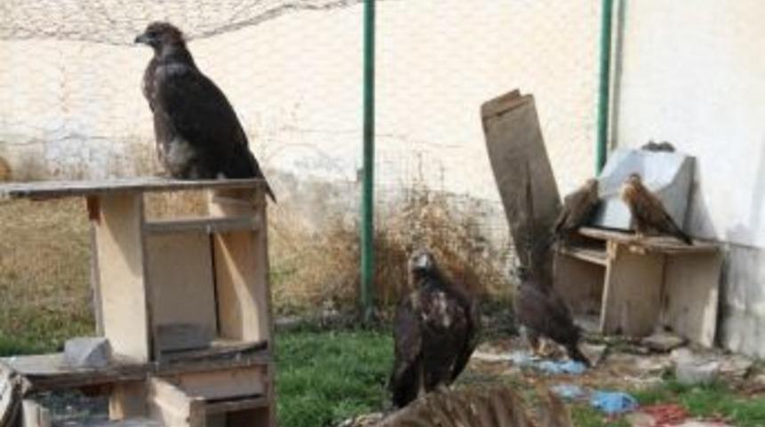 Yy&uuml;&rsquo;de Yabani Hayvan Oteli A&ccedil;ılıyor