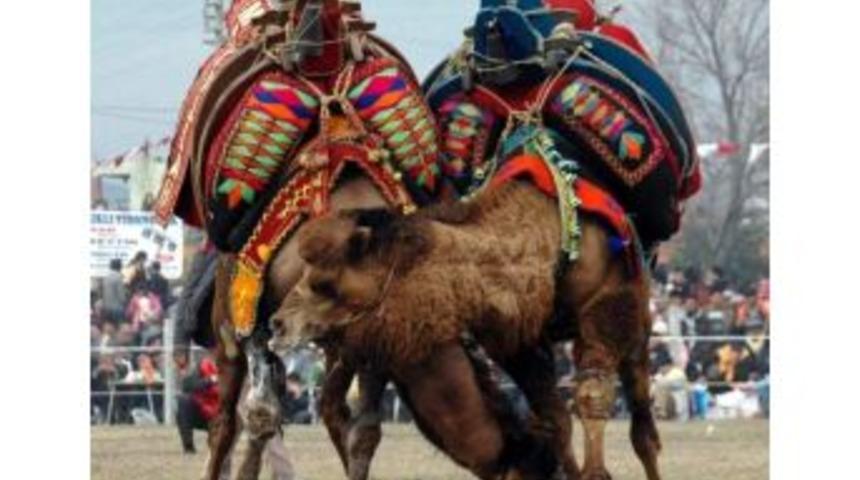Şampiyon Develer Arenaya İniyor