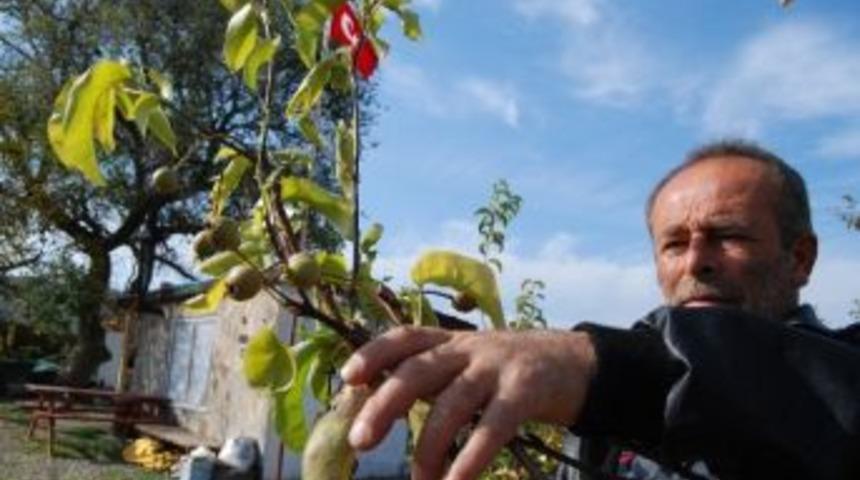 Armut Ağa&ccedil;ları İkinci Meyveyi Verdi