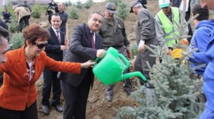 Vali Ali İhsan Su, D&uuml;zce &Uuml;niversitesinde Fidan Dikti