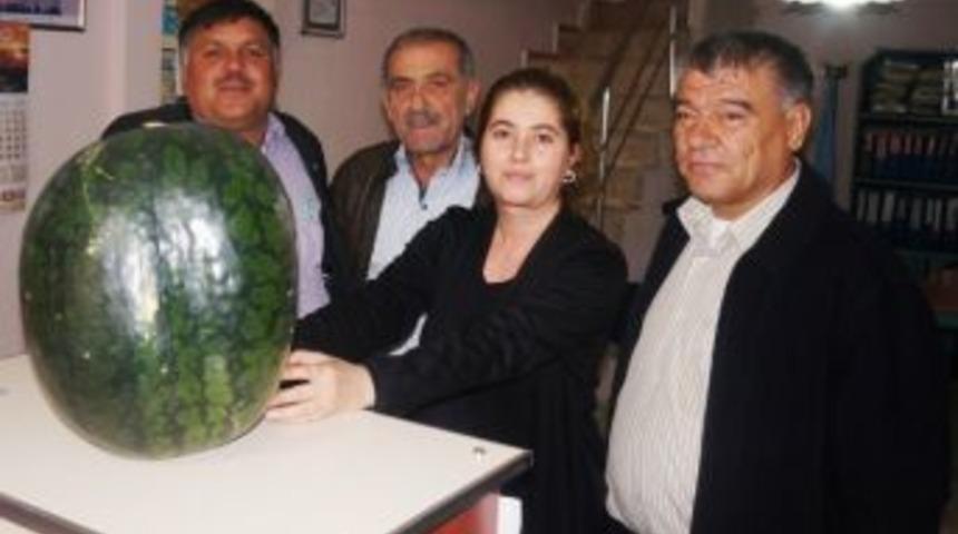 Sarıg&ouml;l&rsquo;de 20 Kg Ağırlığında Karpuz Yetiştirildi
