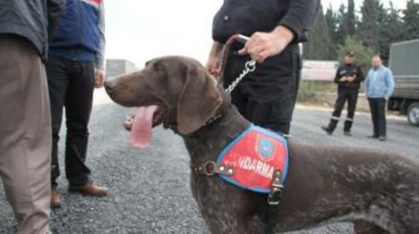 Narkotik K&ouml;pekli Uygulama