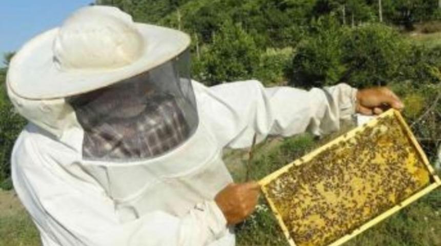 Kestane Balı Her Derde Deva