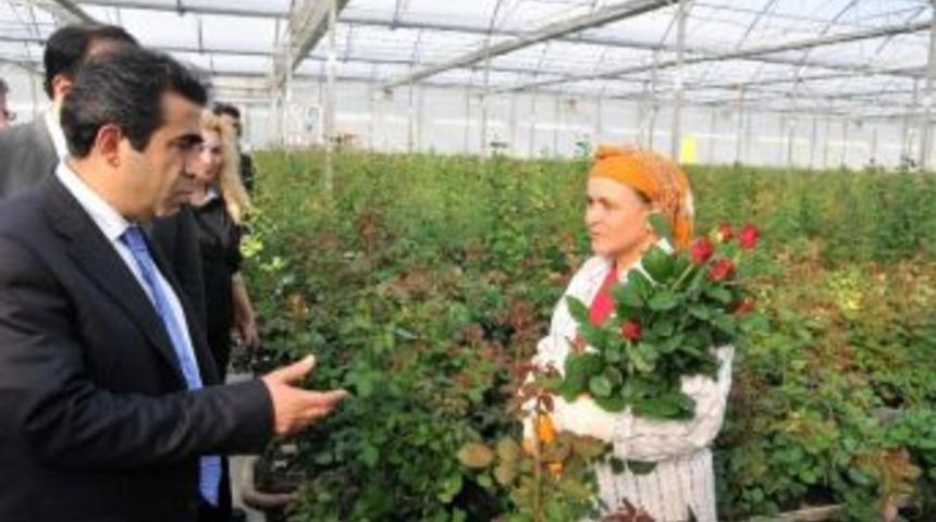 G&uuml;zeloğlu: &ldquo;mersin, Kesme G&uuml;l Yetiştiriciliğinde Birinci Sırada&rdquo;