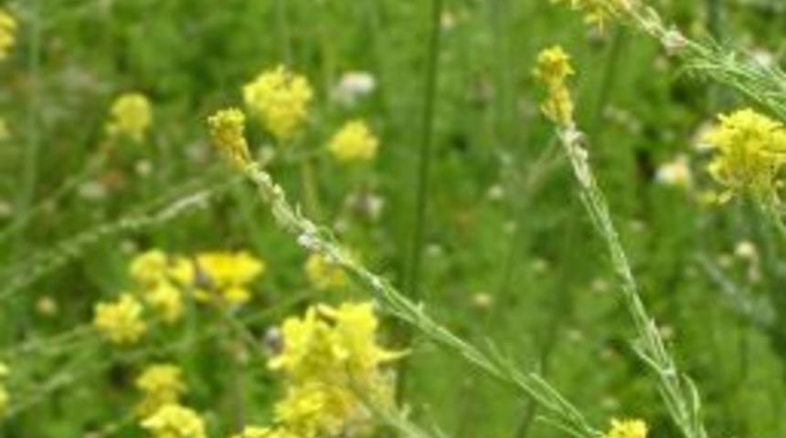 Endemik Bitkiler Koruma Altına Alınıyor