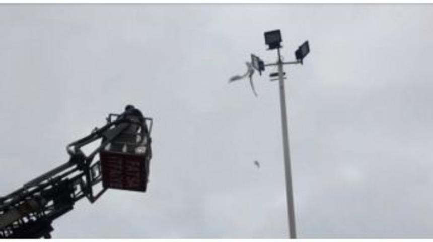 Aydınlatma Direğinde Mahsur Kalan Martıyı İtfaiye Kurtardı