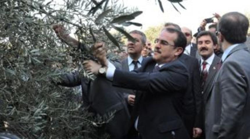 Bakan Ergin, Zeytin Hasat Şenliği'ne Katıldı