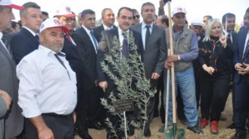 Zeytin Toplayan Bakan Ergin, Bereketli Bir Yıl Diledi