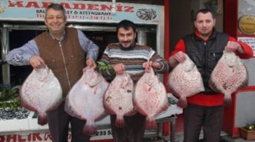 Sezonun İlk Kalkan Balıkları Tezgahlarda