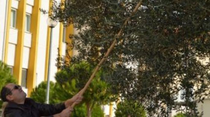 Neşter Tutan Eller Zeytin Topladı