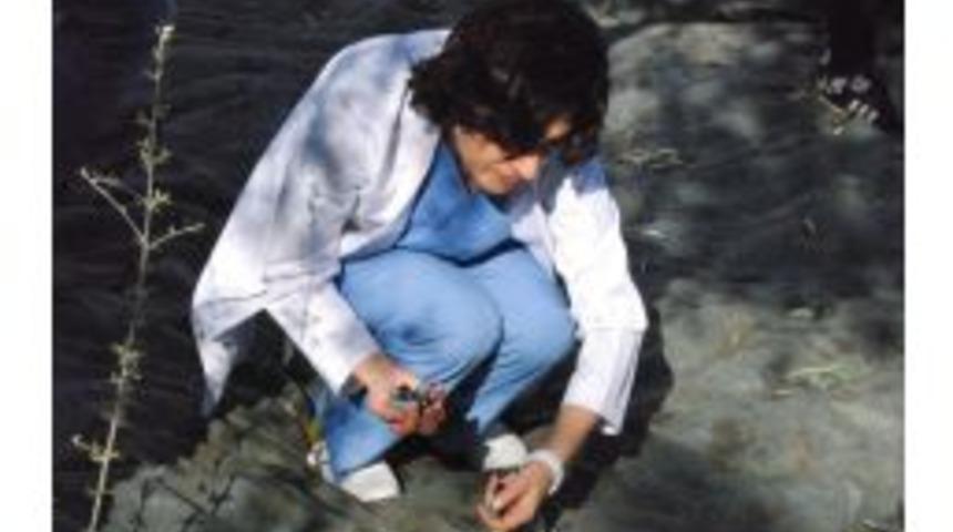 Hastanenin Zeytinlerini Toplayan Personel, Gelirini Hastaneye Bağışladı