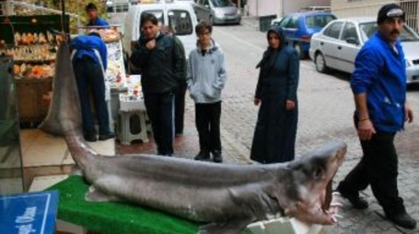 Marmara Denizi&rsquo;nde 400 Kiloluk K&ouml;pek Balığı Yakalandı