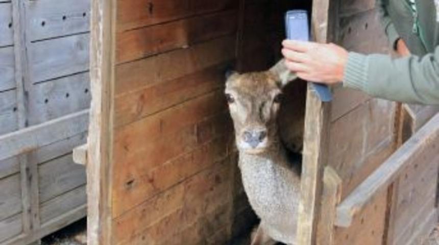 G&uuml;m&uuml;şhane&rsquo;ye 7 Kızıl Geyik Daha Geldi
