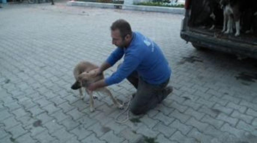 Muratlı'daki Başıboş K&ouml;pekler Kısırlaştırılıyor