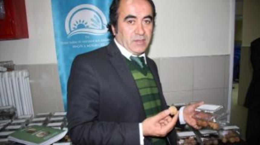 Bir Ceviz Ağacı 1 Cumhuriyet Altını