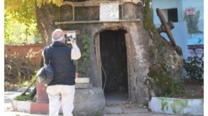 Eskiden İ&ccedil;inde D&uuml;kkan Olan &Ccedil;ınar İlgi Odağı Oldu