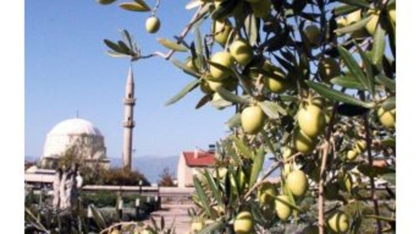 (&ouml;zel Haber) Zeytin &Uuml;reticisi Sıkıntılarını Anlattı