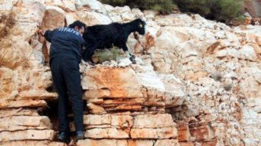 Antalya'da Ke&ccedil;i Kurtarma Operasyonu