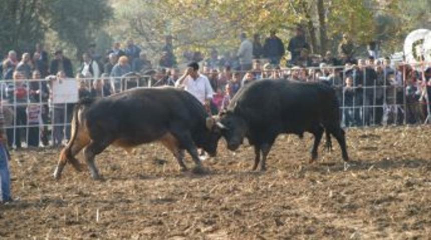 G&uuml;reşe Hazırlanan Boğa Hızını Alamayınca Sahibini Havaya Fırlattı