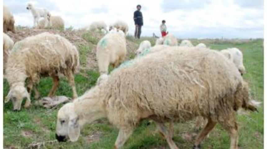 Eğitimli &Ccedil;oban İstihdamına Destek Geliyor