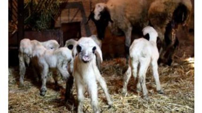 Karakız Beşiz Doğurdu