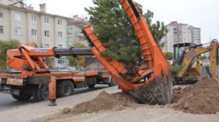 Belediye Ağa&ccedil;ları Taşıyarak Kesilmesini &Ouml;nledi