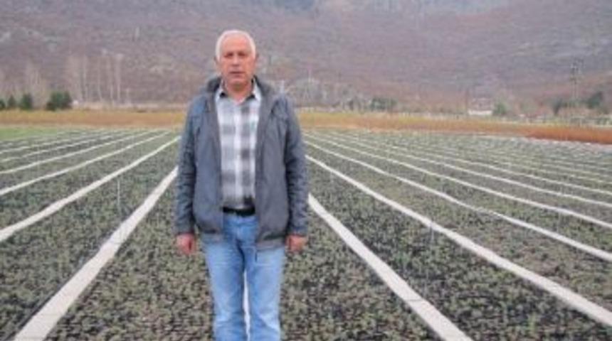 Seydişehir Orman Fidanlık Şefliği B&ouml;lgenin Fidan İhtiyacını Karşılıyor