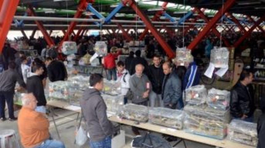 Başkanın G&uuml;vercin Pazarlığı