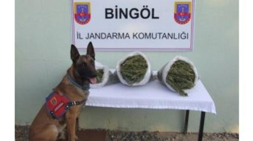 Bing&ouml;l'de 30 Kilogram Esrar Ele Ge&ccedil;irildi