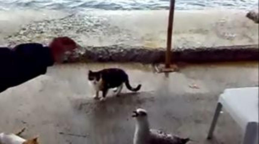 Beşiktaş'ta martı ile kedinin yemek savaşı